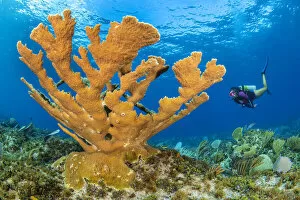 Hard Coral Gallery: Diver approaches a large colony of Elkhorn coral (Acropora palmata
