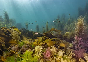 Cornwall Gallery: Diverse array of algae species including Sargassum weed (Sargassum horneri), Kelp (Laminariales)