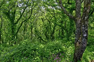 Verdant Prints: Dizzard Wood, temperate rainforest, Dizzard Point, North Cornwall, UK. May, 2023