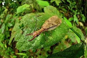 Neuropterida Prints: Dobsonfly (Corydalinae) male, resting on leaf in cloud forest understorey