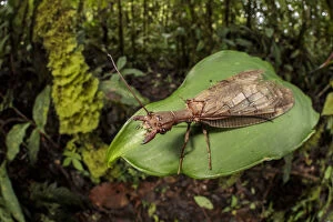 Dobsonfly female (Corydalinae) in cloud forest, Manu Biosphere Reserve, Peru