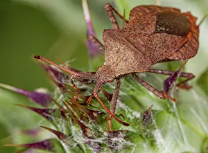Umbria Prints: Dock bug (Coreus marginatus) portrait, Podere Montecucco, Orvieto, Umbria, Italy. June