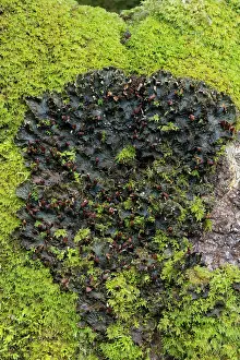 Somerset Prints: Dog lichen (Peltigera canina) on stone, Exmoor, Somerset, UK. May