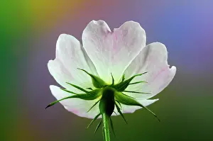 Rosanae Prints: Dog rose (Rosa canina) in flower. Studio shot