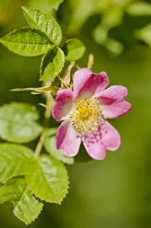 Images Dated 26th June 2011: Dog rose {Rosa canina} flowering in healthy hedgerow, Denmark Farm, Lampeter, Wales, UK