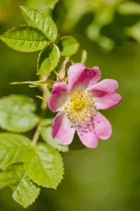 Images Dated 26th June 2011: Dog rose {Rosa canina} flowering in healthy hedgerow, Denmark Farm, Lampeter, Wales, UK