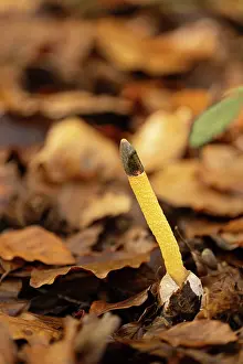 Forest Floor Prints: Dog stinkhorn (Mutinus caninus) growing on forest floor, Surrey, England, UK. November