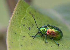 Dogbane beetle (Chrysochus auratus) on dogbane, Crossways Preserve, Philadelphia