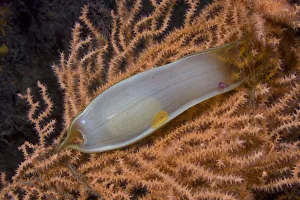 Dogfish egg case / Mermaids purse (Scyliorhinus sp) on fan coral, Channel Isles