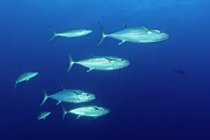 School Prints: Dogtooth tuna (Gymnosarda unicolor) shoal