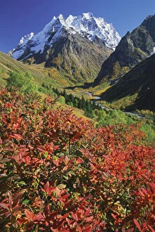 Dombai-Ulgen peak with Rhododendron luteum plant, Teberdinskii reserve, NW Caucasus
