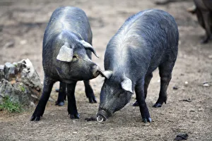 Interaction Prints: Domestic black pig {Sus scrofa domestica} smelling another pigs ear, Spain