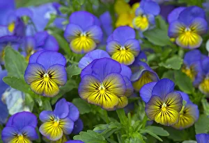Domestic breed of Horned pansy (Viola cornuta) England, UK