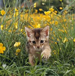 Images Dated 23rd June 2006: Domestic Cat {Felis catus} 6-week, Abyssinian kitten walking in grass with Buttercups