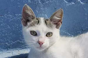 Domestic cat (Felis catus) kitten head portrait. Kokkari harbour, Samos, Eastern Sporades