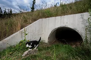 Safety Prints: Domestic cat (Felis catus) using a wildlife underpass below the A89 highway