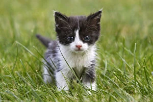Domestic cat kitten in grass, Alsace, France