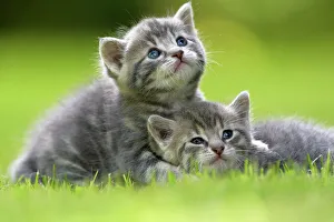 Domestic cat kittens, age 3 weeks, relaxing together, France Domestic cat kittens, age 3 weeks, relaxing together, France
