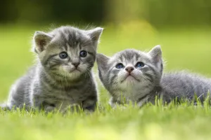 Domestic cat kittens, age 3 weeks, France