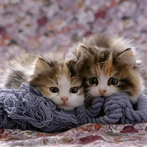 Images Dated 23rd June 2006: Domestic Cat kittens {Felis catus} 8-weeks, Tortoiseshell-and-white sisters