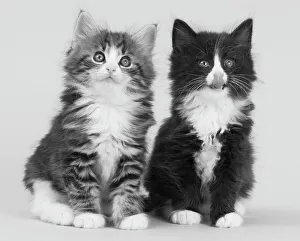 Indoors Prints: Domestic cat, Norwegian Forest / Skogkatt / Skaukatt / Weegie