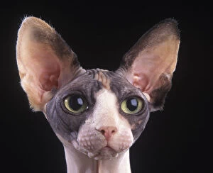 Domestic cat, Sphynx, Canadian hairless, head portrait