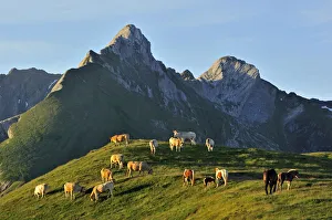 Domestic cows (Bos taurus) and free roaming horses grazing in the Pyrenees-Atlantiques