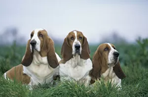 Images Dated 23rd March 2011: Domestic dog, three Basset Hounds outdoors