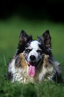 Domestic dog, Border Collie lying on grass, panting