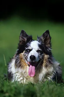 Animal Theme Gallery: Domestic dog, Border Collie lying on grass, panting