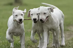 Playing Gallery: Domestic dog, Dogo Argentino, three puppies playing with stick, France