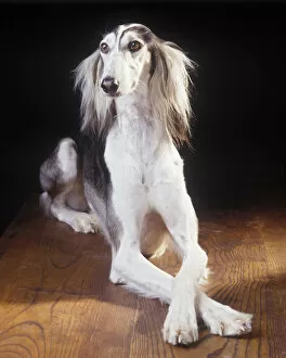 Domestic dog, Saluki / Arabian Hound / Gazelle Hound / Persian Greyhound, studio portrait