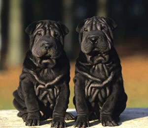 Images Dated 28th January 2011: Domestic dog, Shar Pei / Chinese fighting dog, two black puppies