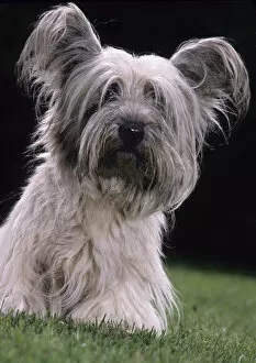 Images Dated 28th January 2011: Domestic dog, Skye Terrier, portrait