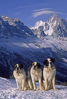 Domestic dog, St. Bernard / Alpine Mastiff, three on snow in Alps, France