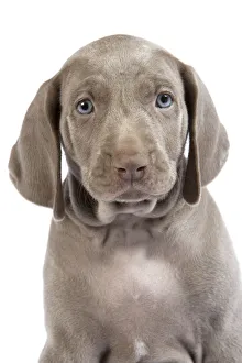 Images Dated 4th December 2006: Domestic dog, Weimaraner, puppy, studio portrait