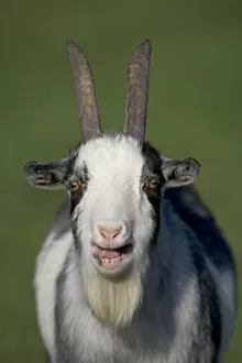 Animal Portrait Gallery: Domestic goat (Capra hircus) pygmy goat bleeting, portrait, UK