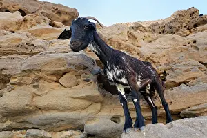 Sub Tropical Prints: Domestic goat (Capra hircus) standing on ledge on volcanic cliffs