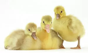 Three domestic goose, Embden x Greylag, goslings