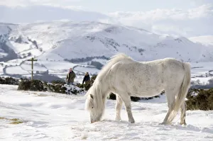 Domestic horse, grey Welsh Pony (Equus caballus) and walkers in snow on Offas Dyke Path