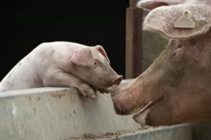 Domestic pig, free range sow and piglet sniffing noses, UK, August 2010