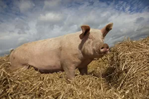 Domestic pig, hybrid large white sow in free-range conditions, UK, September 2010