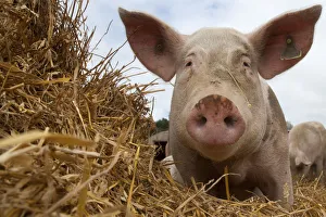 Domestic pig, hybrid large white sow in free-range conditions, UK, September 2010