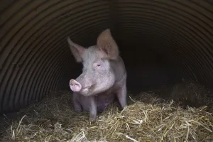 Domestic pig, hybrid large white sow in free-range sty, UK, August 2010