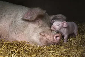 Domestic pig, hybrid large white sow and piglet in sty, UK, September 2010