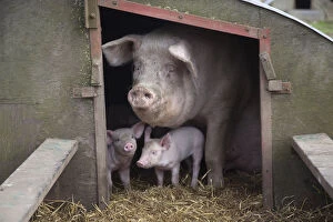 Animal Family Gallery: Domestic pig, hybrid large white sow and piglets in sty, UK, September 2010