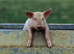 Pigs Gallery: Domestic pig (Sus scrofa domestica) crossbreed piglet portrait, France
