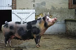 Pink Gallery: Domestic pig (Sus scrofa domestica) Pietrain pig, standing in farmyard, France