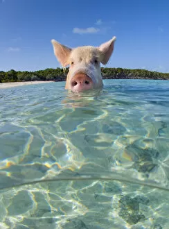 A domestic pig (Sus scrofa domestica) swimming in the sea. Exuma Cays, Bahamas