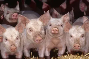 Images Dated 4th December 2006: Domestic piglets {Sus scrofa domestica} Devon, UK